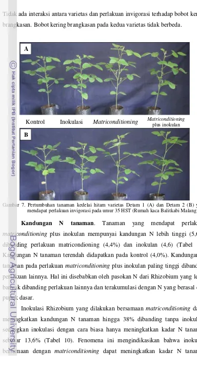 Gambar 7. Pertumbuhan tanaman kedelai hitam varietas Detam 1 (A) dan Detam 2 (B) yang 