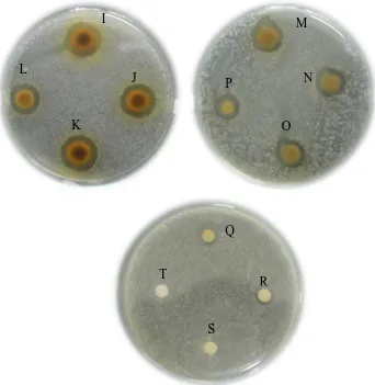 Gambar hasil uji aktivitas antibakteri terhadap  Staphylococcus epidermidis 
