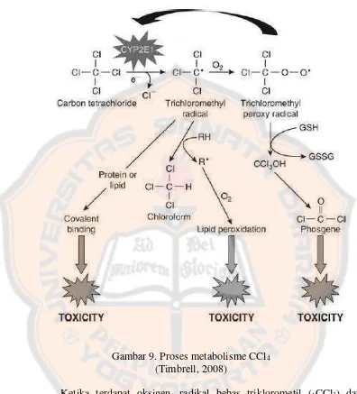 Gambar 9. Proses metabolisme CCl4 
