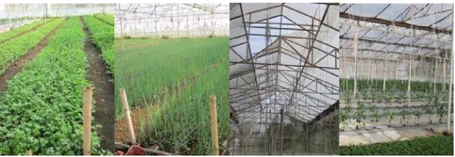 Gambar  1. Jenis tanaman dan kondisi greenhouse di Lemah Neundet 