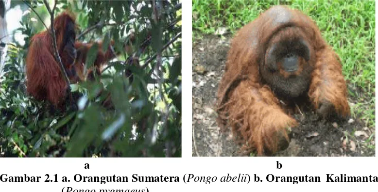 Gambar 2.1 a. Orangutan Sumatera (Pongo abelii) b. Orangutan Kalimantan     