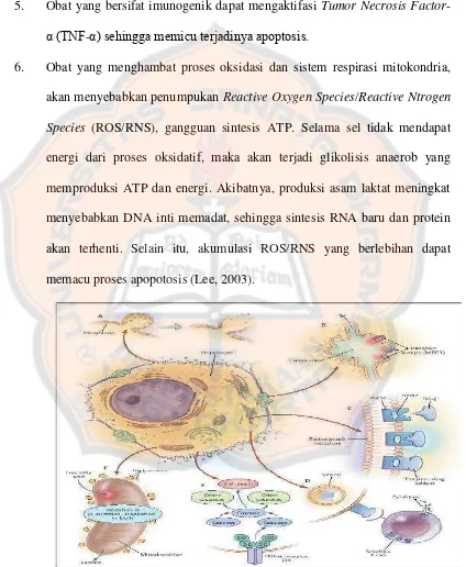 Gambar 3. Mekanisme kerusakan sel hepar karena obat (Lee, 2003). 