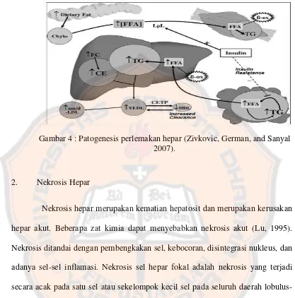 Gambar 4 : Patogenesis perlemakan hepar (Zivkovic, German, and Sanyal 
