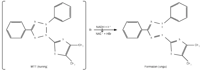 Gambar 2. Reaksi Reduksi MTT menjadi Formazan 