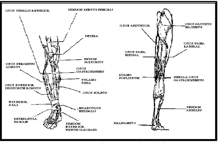 Gambar 1. Struktur Anatomi Tungkai (Sumber: John V. Basmajian & Charles E. Slonecker, 1995: 25)  