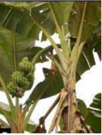 Gambar  tanaman pisang klutuk, pelepah pisang klutuk,batang  landoyung dan kulit batang landoyung 