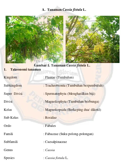 Gambar 1. Tanaman  Cassia fistula L. 