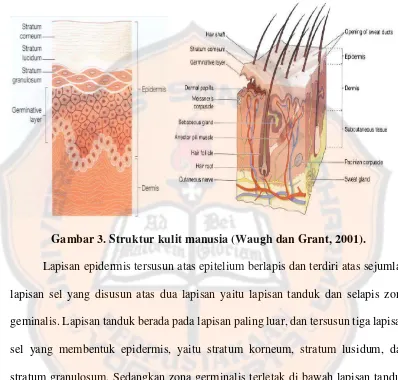 Gambar 3. Struktur kulit manusia (Waugh dan Grant, 2001). 