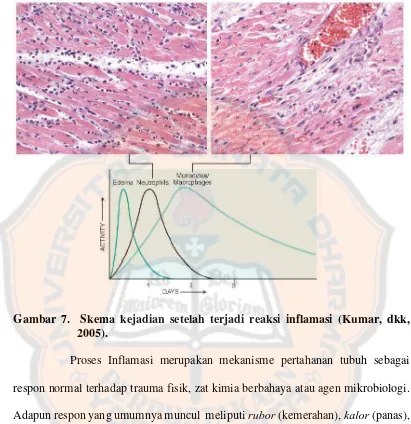 Gambar 7.  Skema kejadian setelah terjadi reaksi inflamasi (Kumar, dkk, 