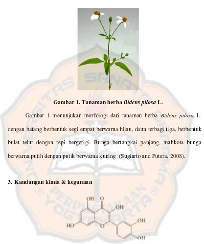 Gambar 1. Tanaman herba Bidens pilosa L. 