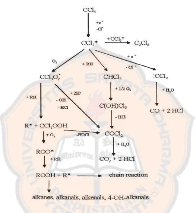 Gambar 5. Metabolisme karbon tetraklorida dengan adanya oksigen dan 