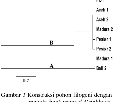 Gambar 3 Konstruksi pohon filogeni dengan metode bootstrapped Neighboor-Joining (NJ) 1000 kali pengulangan berdasarkan p- distance dari basa-basa nukleotida COI (628 nt) pada sapi lokal Indonesia