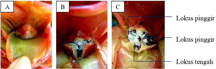 Gambar 13. Perkembangan ovarium Z. spectabile setelah penyerbukan silang:   (A) Ovarium membesar (8-10 minggu) (B) Ovarium mulai pecah   (10-11 minggu) (C) Biji sudah masak pada ketiga lokus 