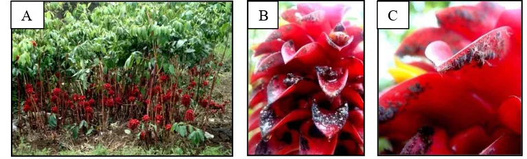 Gambar 5. Z. spectabile: (A) Lokasi penelitian (B) Hama ulat yang menyerang (C) Bunga yang terserang ulat (D) Braktea yang kotor dan kehitam-hitaman akibat kotoran cacing   