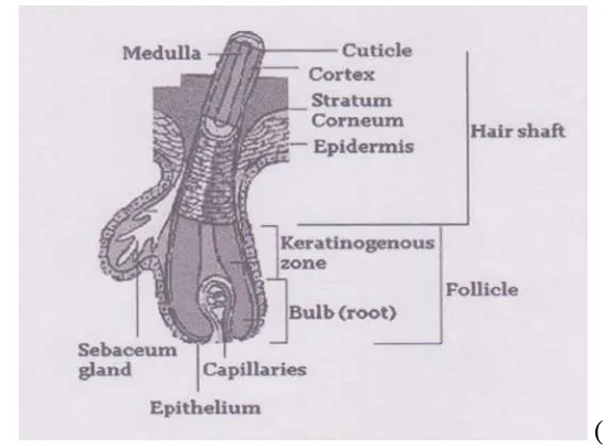 Gambar 2.4 Struktur Rambut 