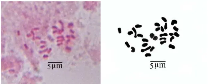 Gambar 2. Kromosom salak Padang Sidempuan (Salacca sumatrana (Becc.).