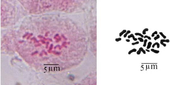 Tabel  2. Ukuran kromosom salak Bali (Salacca. zalacca Var. Amboinensis(Becc.) Mogea).