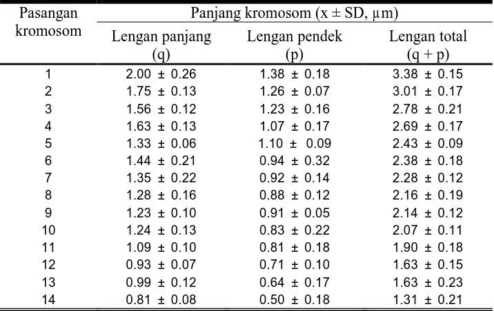 Tabel  3. Ukuran kromosom salak Padang Sidempuan (Salacca sumatrana(Becc.).