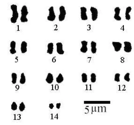 Gambar 5. Karyogram  kromosom salak Bali (S. zalacca Var. Amboinensis(Becc.) Mogea).