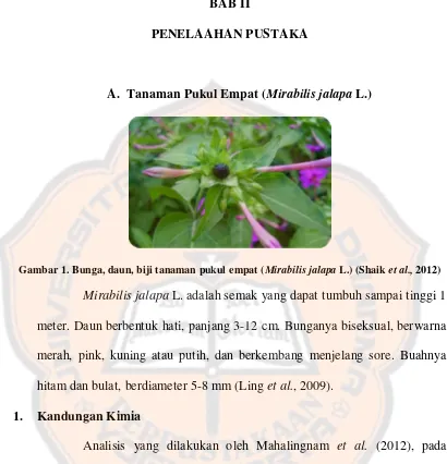 Gambar 1. Bunga, daun, biji tanaman pukul empat (Mirabilis jalapa L.) (Shaik et al., 2012) 