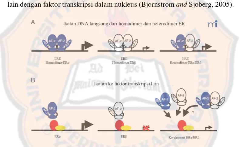 Gambar 6. Alternatif regulasi transkrisional estrogen-dependentAktivitas transkripsional estrogen-dependent relatif direpresentasikan oleh besar kecilnya anak panah