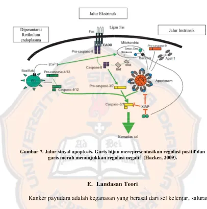 Gambar 7. Jalur sinyal apoptosis. Garis hijau merepresentasikan regulasi positif dan 