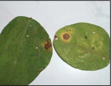 Gambar 4  Konidia Corynespora cassiicola 