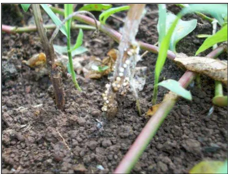 Gambar 6  Uredospora Phakopsora pachyrizi 