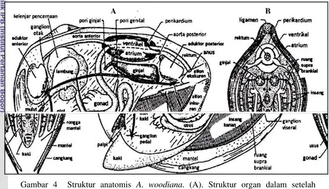 Gambar 4  Struktur anatomis A. woodiana. (A). Struktur organ dalam setelah 