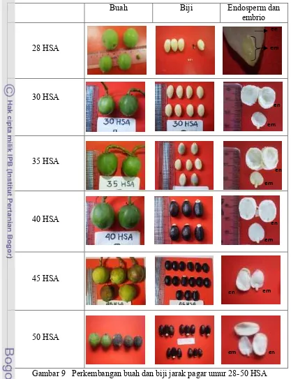 Gambar 9   Perkembangan buah dan biji jarak pagar umur 28-50 HSA
