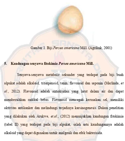Gambar 1. Biji  Persea americana Mill. (Agrilink, 2001) 