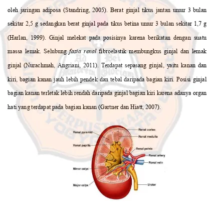 Gambar 2. Anatomi ginjal (Bioclasses, 2013) 