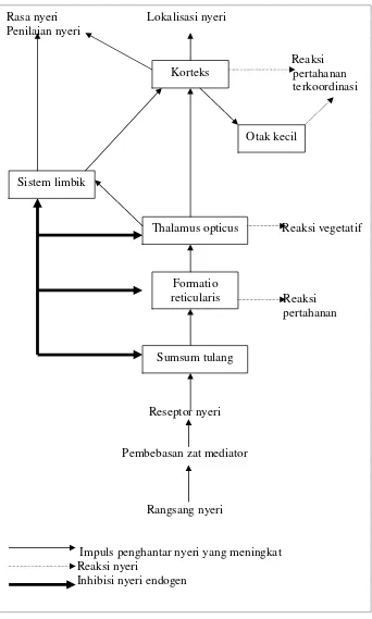 Gambar 1. Terjadinya nyeri, penghantaran impuls, lokalisasi dan rasa nyeri serta inhibisi nyeriendogen dalam bagan yang disederhanakan (Mutschler, 1986).