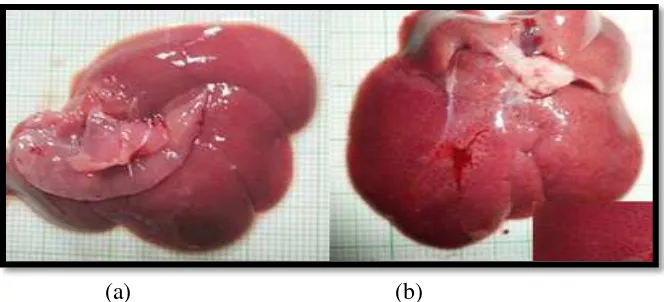 Gambar 4.1 Morfologi hepar tikus setelah pemberian Karbon tetraklorida. (a) Hepar normal dengan warna merah kecoklatan (b) Hepar abnormal dengan warna coklat gelap dan permukaan berbintik 
