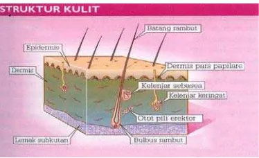 Gambar 1. Penampang Anatomi Kulit (Evelyn Pearce, 1992).