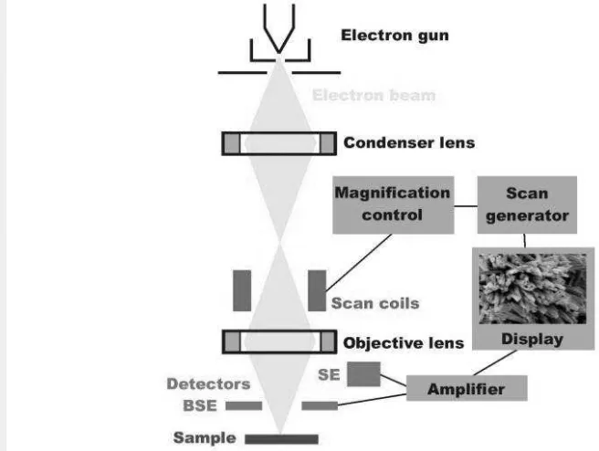 Gambar 2 Mekanisme Alat SEM (http://www.microscopy.ethz.ch/sem.htm) 