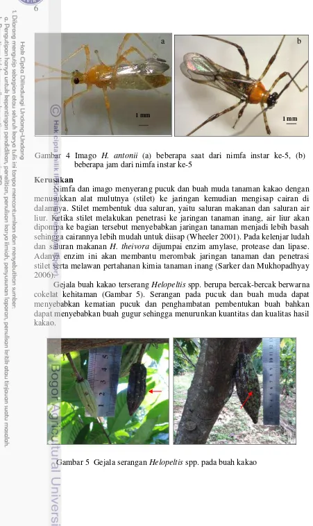 Gambar 5  Gejala serangan Helopeltis  spp. pada buah kakao 