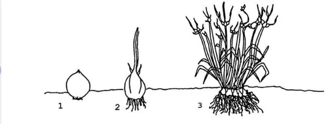 Gambar 4. Fase pertumbuhan tanaman bawang merah pada perbanyakan dengan  umbi. (1) umbi setelah ditanam; (2) pertumbuhan tunas dan daun pada umbi; (3) pertumbuhan tunas-tunas lateral (Atalante 2013)