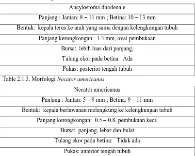 Table 2.1.3. Morfologi Ancylostoma duodenale 