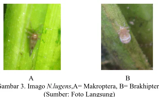 Gambar 3. Imago N.lugens,A= Makroptera, B= Brakhiptera (Sumber: Foto Langsung)  