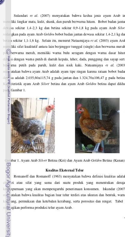 Gambar 1. Ayam Arab Silver Betina (Kiri) dan Ayam Arab Golden Betina (Kanan)