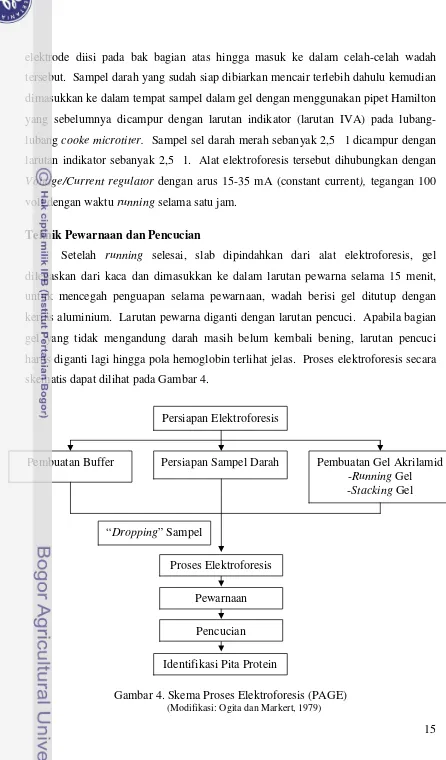 Gambar 4. Skema Proses Elektroforesis (PAGE)