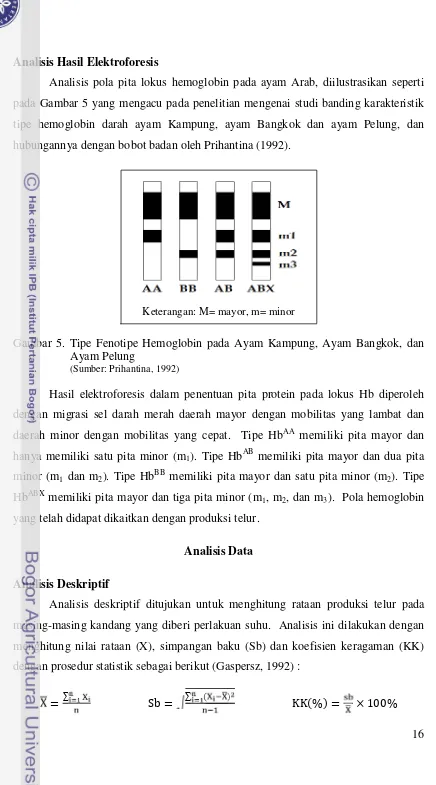 Gambar 5. Tipe Fenotipe Hemoglobin pada Ayam Kampung, Ayam Bangkok, dan