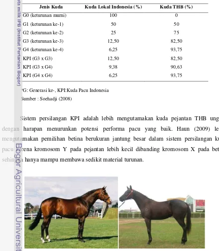 Gambar 9  Foto perbandingan konformasi kuda THB (kiri) dan KPI (kanan). 