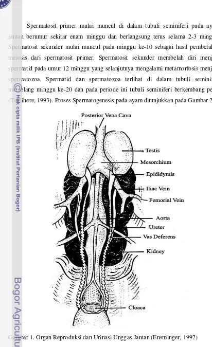 Gambar 1. Organ Reproduksi dan Urinasi Unggas Jantan (Ensminger, 1992) 