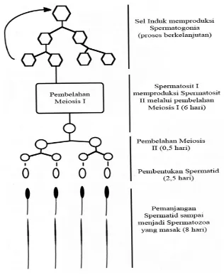 Gambar 2. Spermatogenesis pada Ayam (Etches, 1996) 