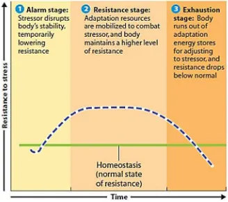 Gambar 2.1.Model GAS menggambarkan mekanisme coping tubuh terhadap stres Sumber: Donatelle, 2009 