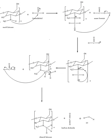 Gambar  4.5 Mekanisme reaksi pembentukan Dimetil Kitosan 