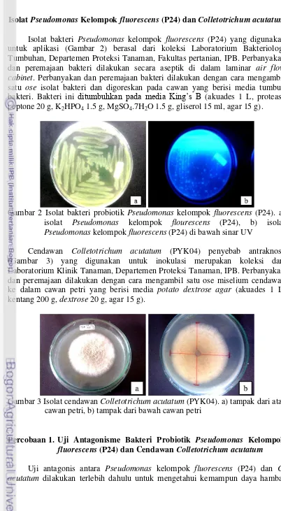 Gambar 2 Isolat bakteri probiotik Pseudomonas kelompok fluorescens (P24). a) 
