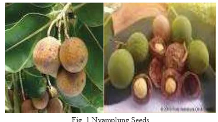 Fig. 1 Nyamplung Seeds 